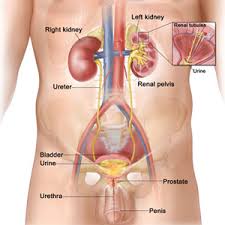 breast-cancer-facts-what-is-breast-cancer